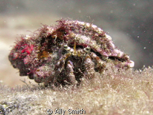 Hermit Crab taken at Roncadores Del Faro in the canaries ... by Ally Smith 